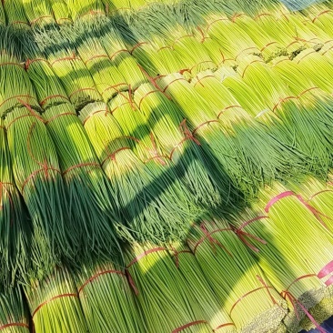 专业一件代发供应2025红帽蒜苔对接平台运营主播收购储存
