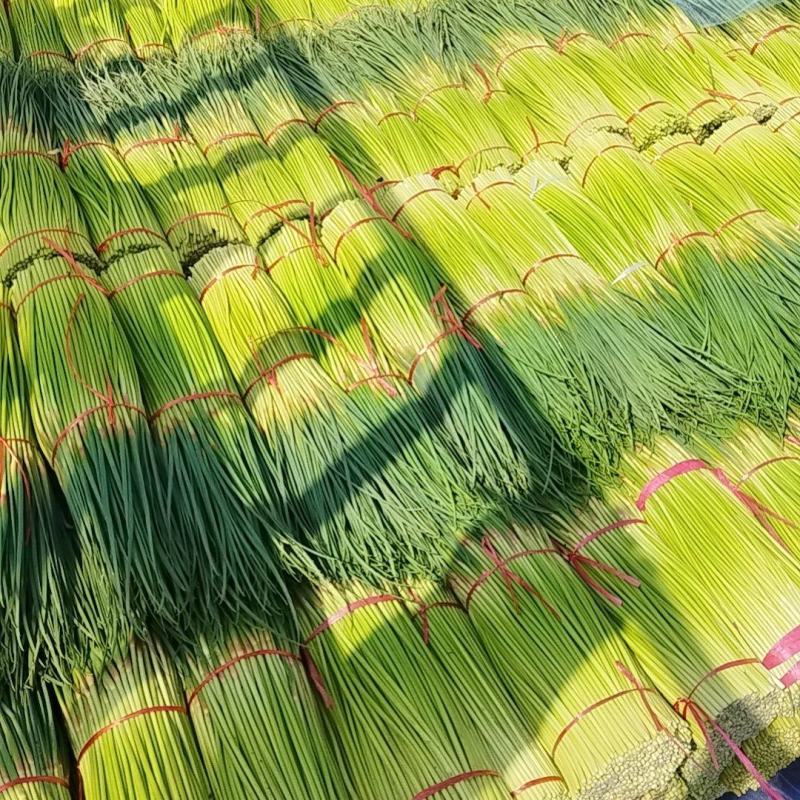 专业一件代发供应2025红帽蒜苔对接平台运营主播收购储存