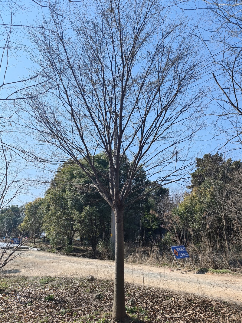 精品榉树，基地直发，品质保证，量大从优，一手货源