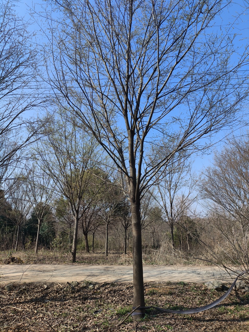 精品榉树，基地直发，品质保证，量大从优，一手货源
