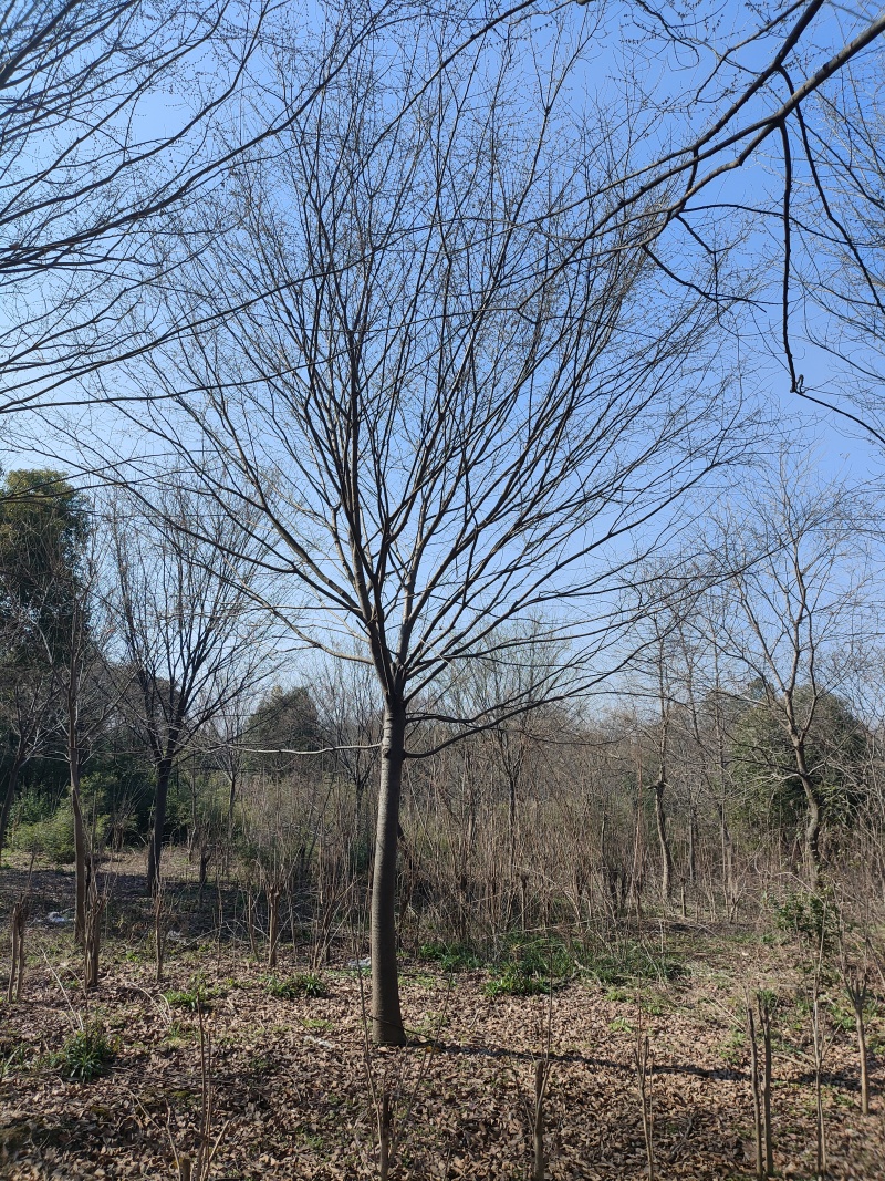 精品榉树，基地直发，品质保证，量大从优，一手货源