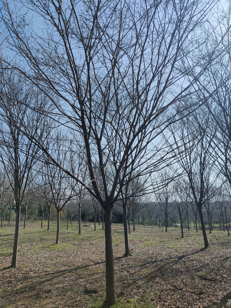 精品榉树，基地直发，品质保证，量大从优，一手货源