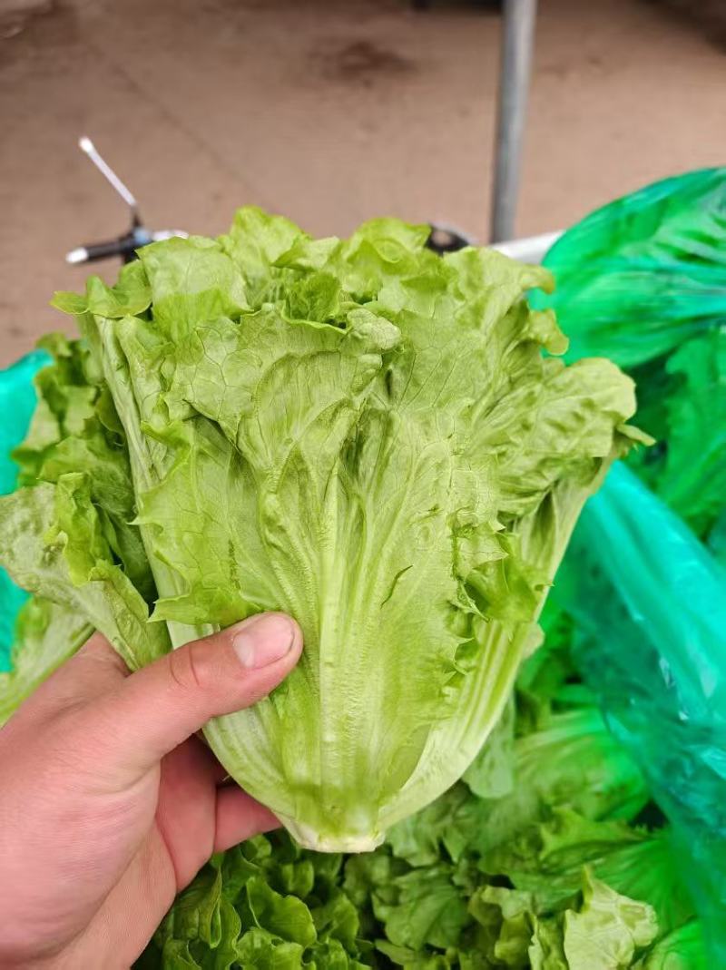 精品意大利生菜大量上市货源充足保质保量，对接市场平台