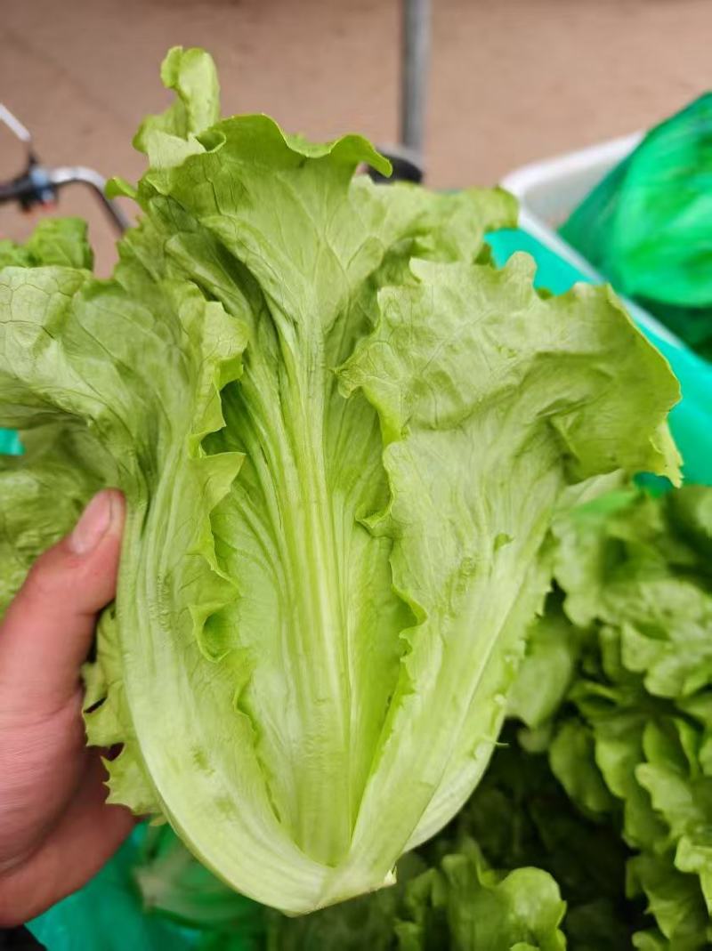 精品意大利生菜大量上市货源充足保质保量，对接市场平台