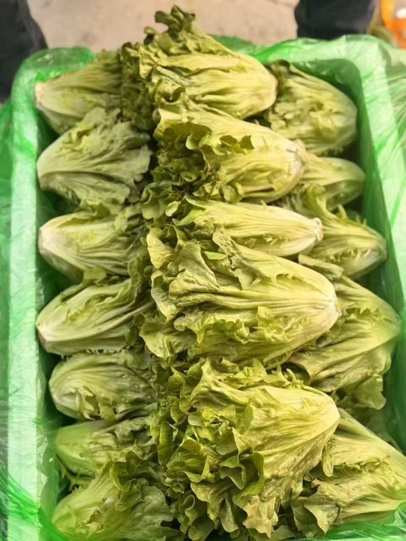 精品意大利生菜大量上市货源充足保质保量，对接市场平台