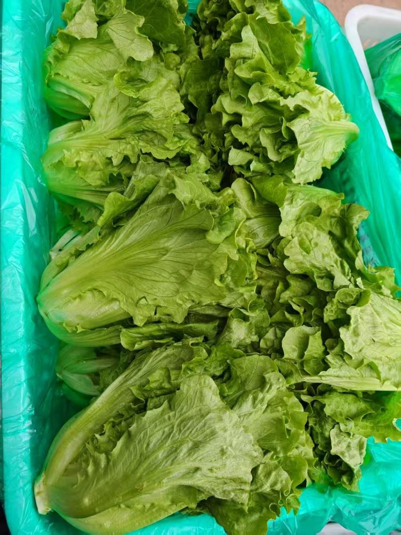精品意大利生菜大量上市货源充足保质保量，对接市场平台