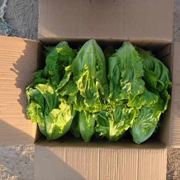 精品意大利生菜大量上市货源充足保质保量，对接市场平台