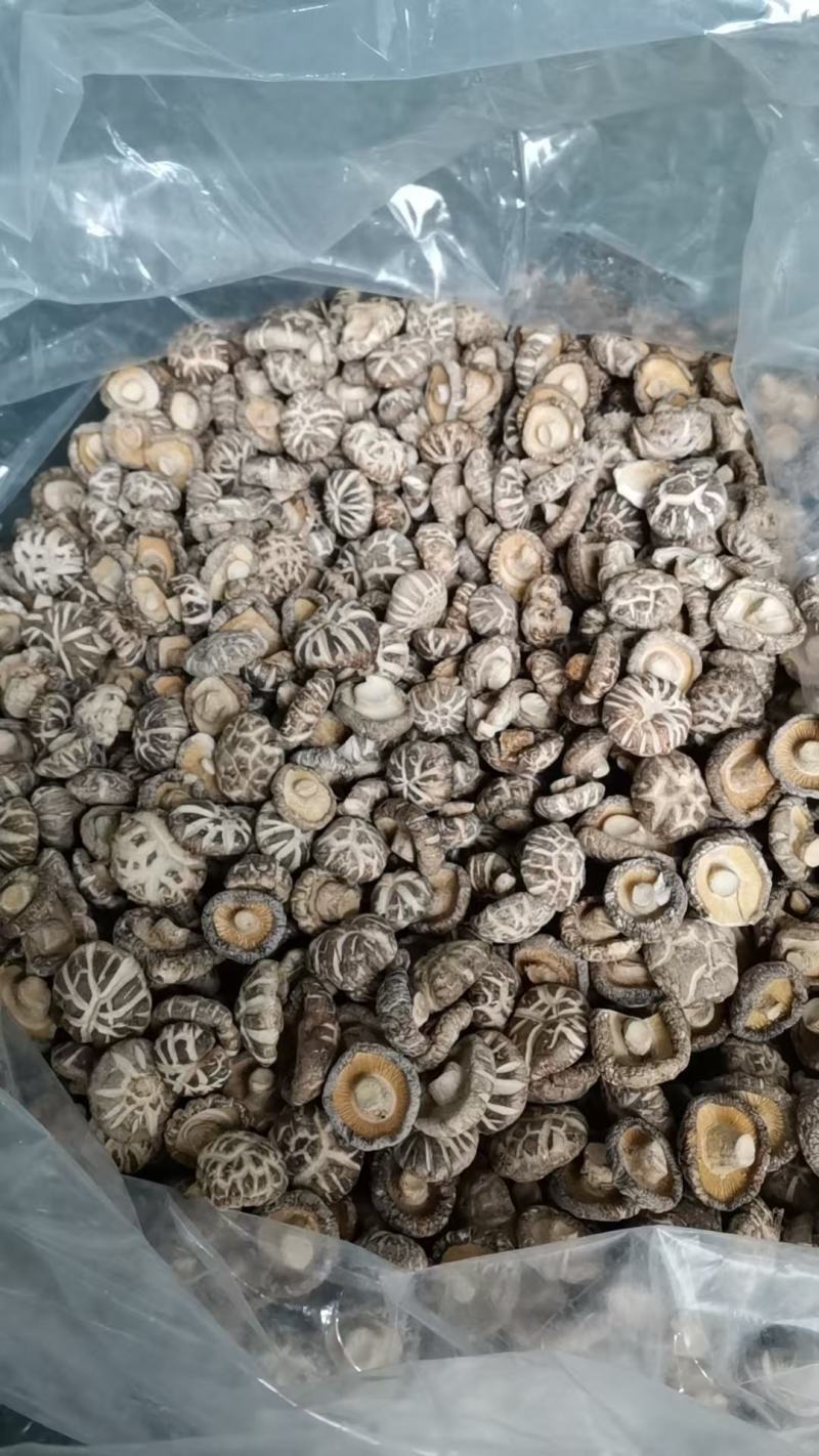 产地湖北精品茶花菇肉质鲜嫩产地直发品质保证！欢迎下单订购