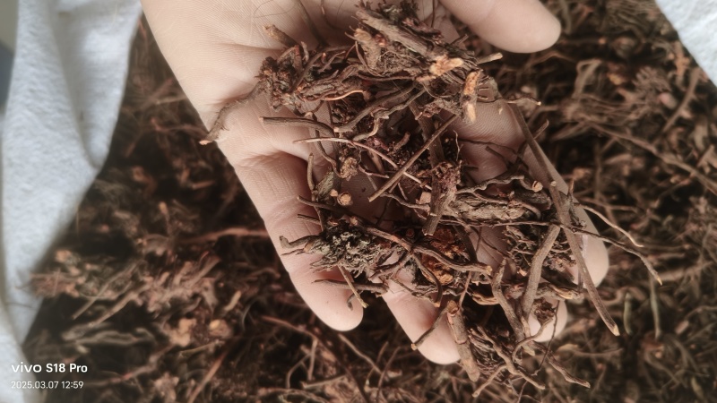 【茜草根】红茜草纯根血见愁破血草纯野生草根货真价实物