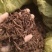 【茜草根】红茜草纯根血见愁破血草纯野生草根货真价实物