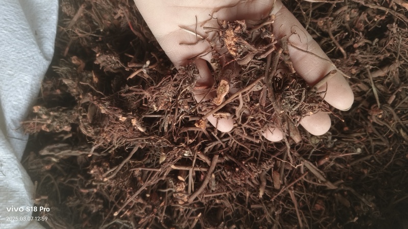 【茜草根】红茜草纯根血见愁破血草纯野生草根货真价实物