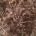 【茜草根】红茜草纯根血见愁破血草纯野生草根货真价实物