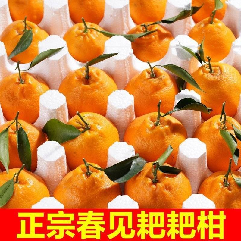 春见耙耙柑，想来看看的老板联系***********