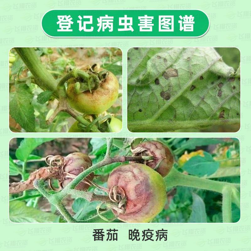 一帆叶青霜586.5克/升氟菌霜霉威番茄晚疫病农药氟吡菌