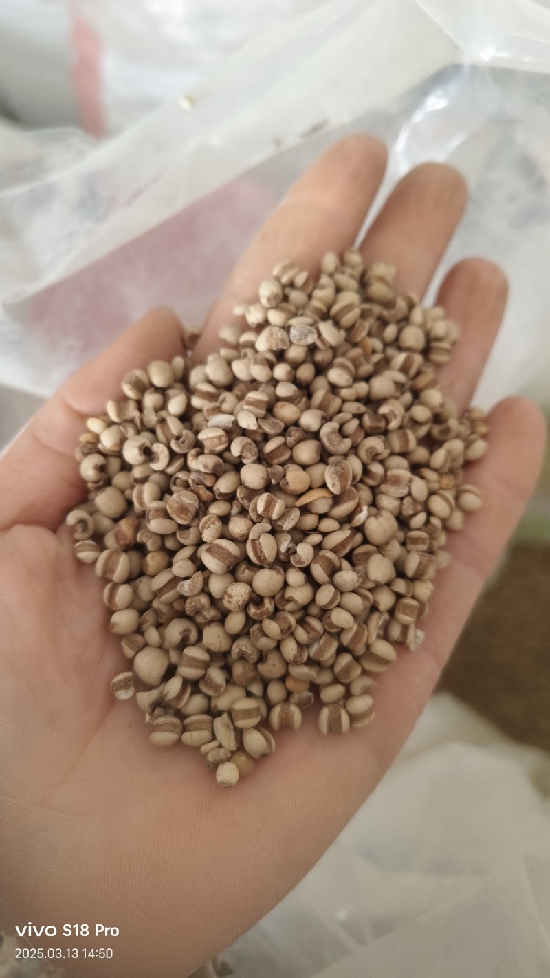 【薏仁米】小薏米贵州薏米纯干无硫麸炒薏米仁
