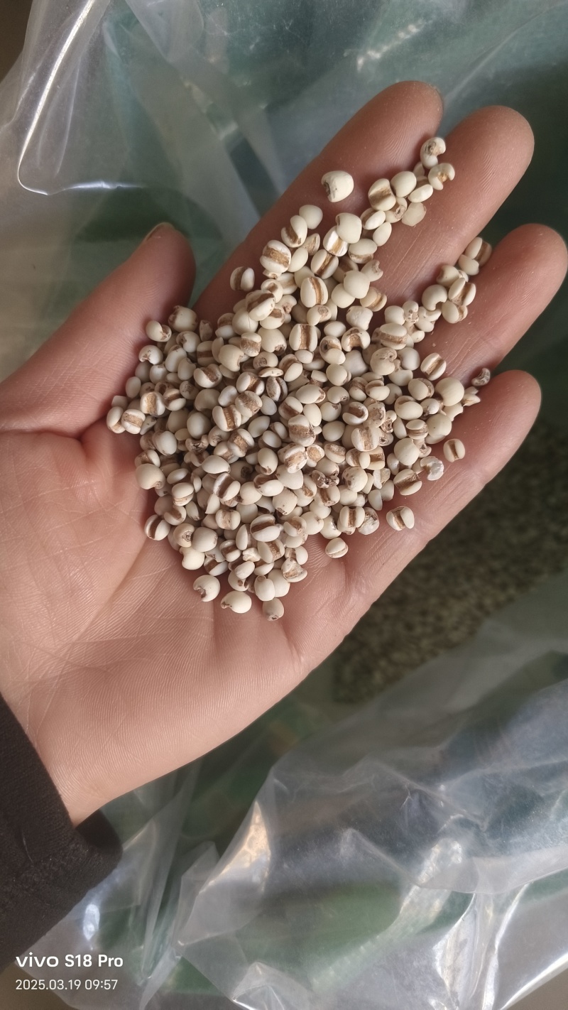 【薏仁米】小薏米贵州薏米纯干无硫麸炒薏米仁
