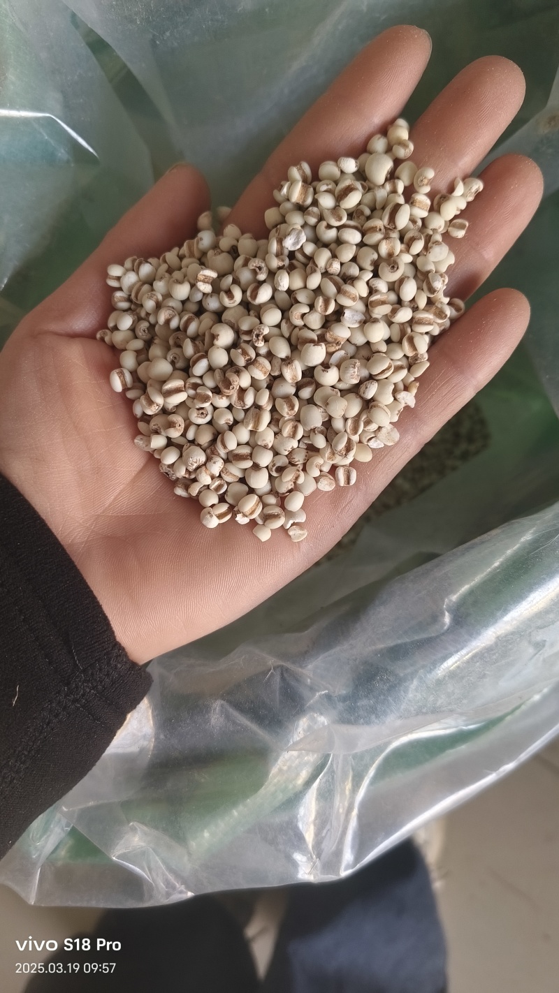 【薏仁米】小薏米贵州薏米纯干无硫麸炒薏米仁