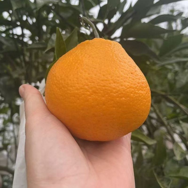 春见耙耙柑，想来看看的老板联系***********