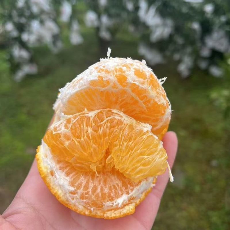 春见耙耙柑，想来看看的老板联系***********