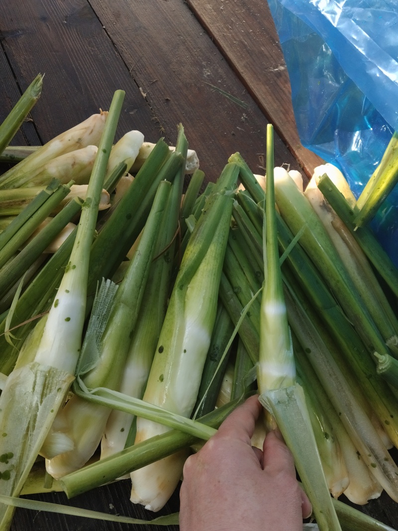 新鲜上市茭白