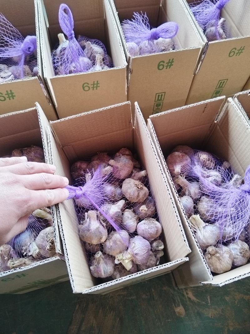 可接急单一件代发冷库大蒜河南中牟红皮大蒜鲜蒜