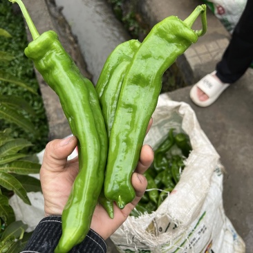 精品泡椒，量大，对接吃货量大的