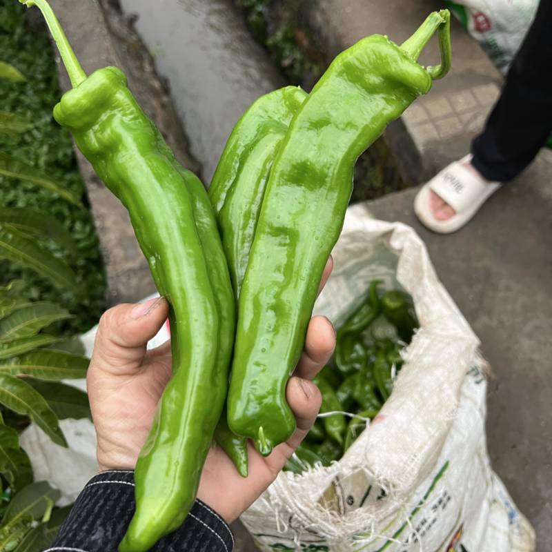 精品泡椒，量大，对接吃货量大的