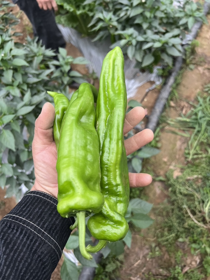 精品泡椒，量大，对接吃货量大的
