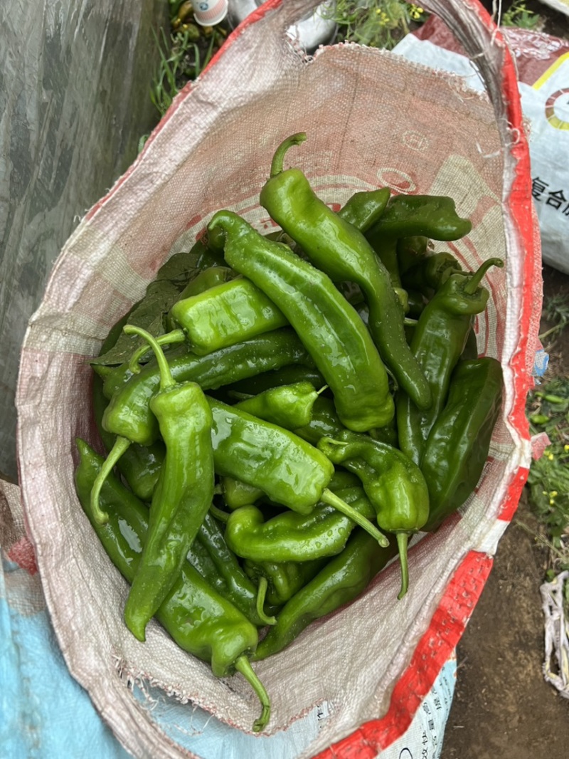 精品泡椒，量大，对接吃货量大的
