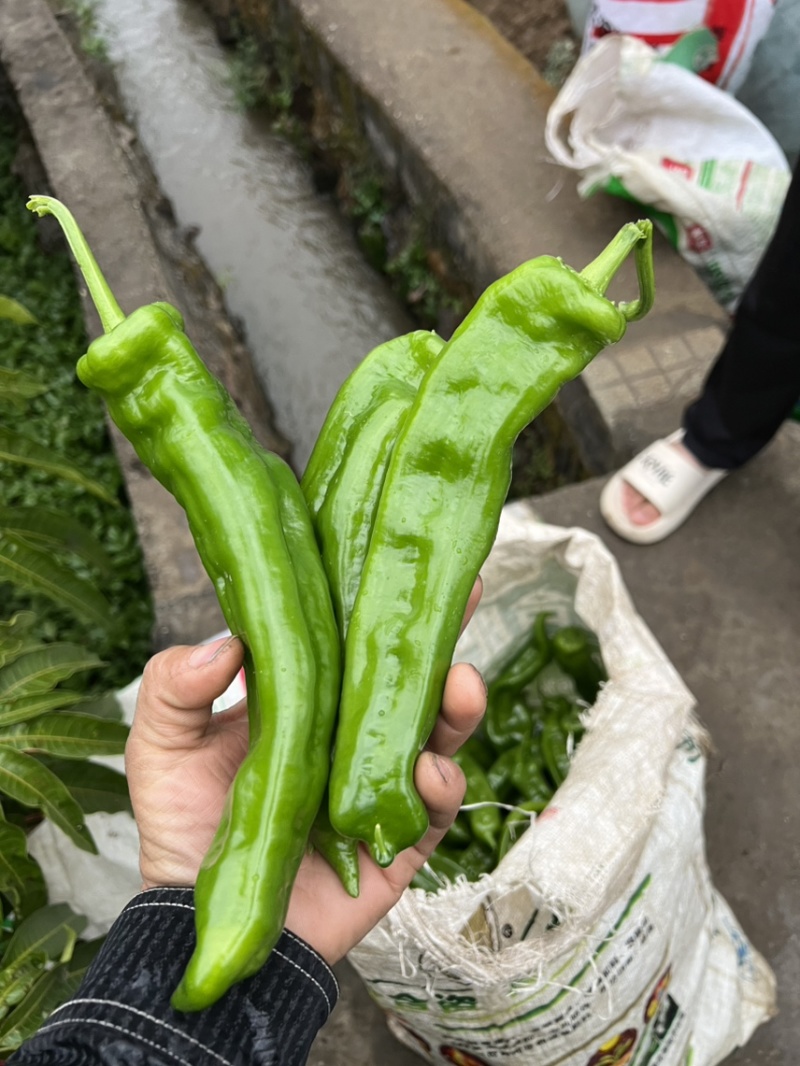 精品泡椒，量大，对接吃货量大的