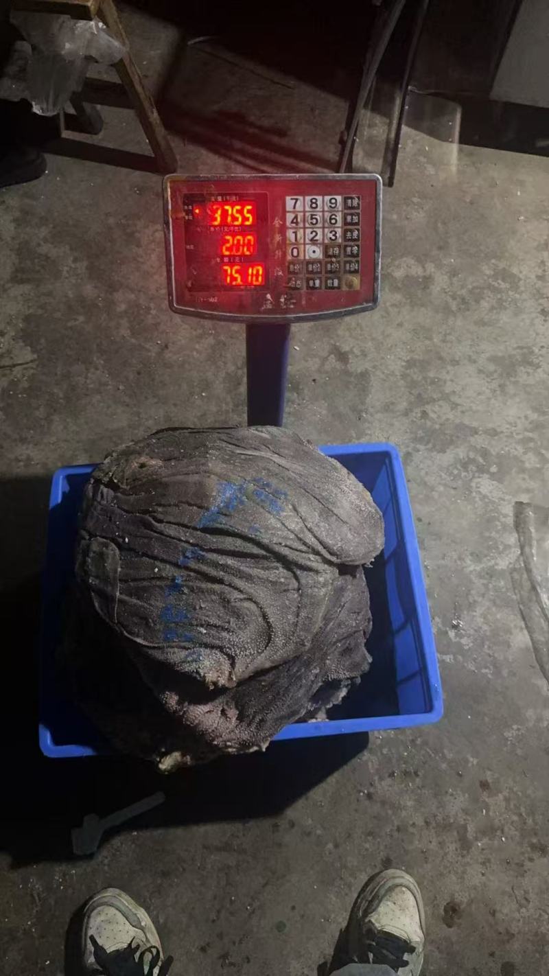 屠宰场直销每天鲜货纯干品质保证精品圆刀牛百叶空运
