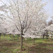 陕西西安樱花树基地大量供应品质保证一手货源诚信经营