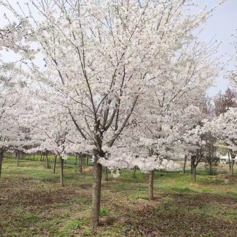 陕西西安樱花树基地大量供应品质保证一手货源诚信经营