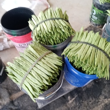 商河扁青芸豆大量上市