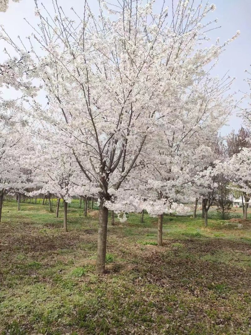 陕西西安樱花树基地大量供应品质保证一手货源诚信经营
