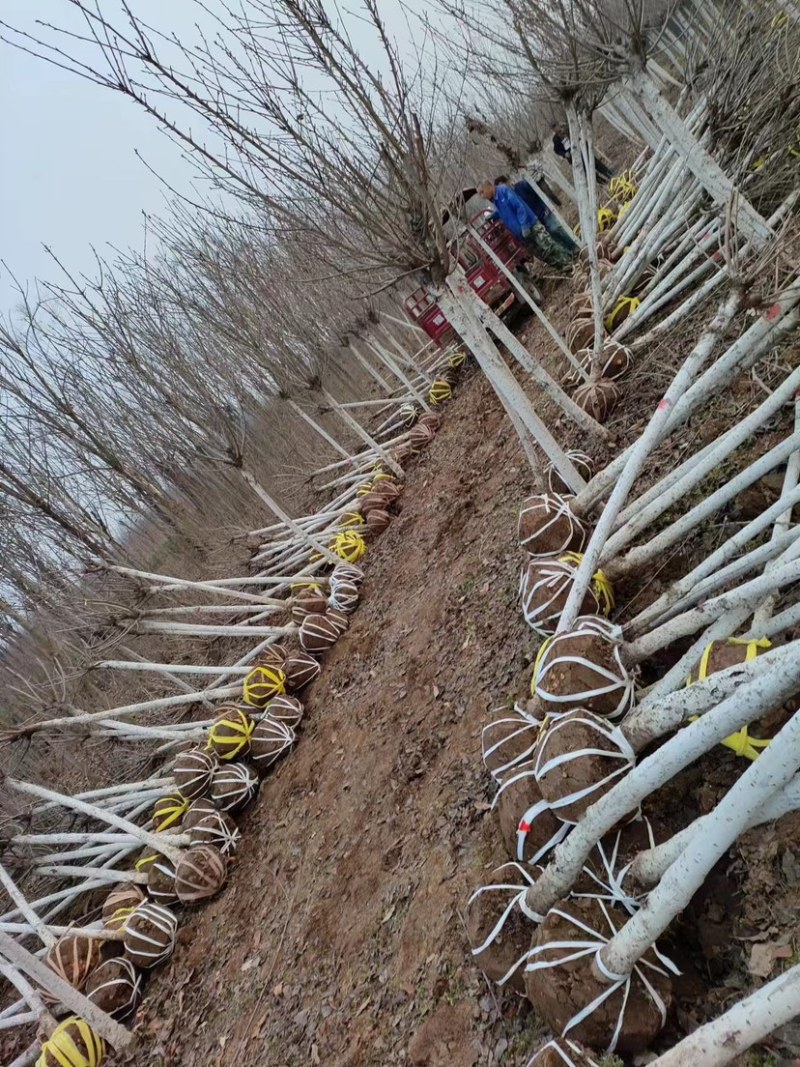 陕西西安樱花树基地大量供应品质保证一手货源诚信经营