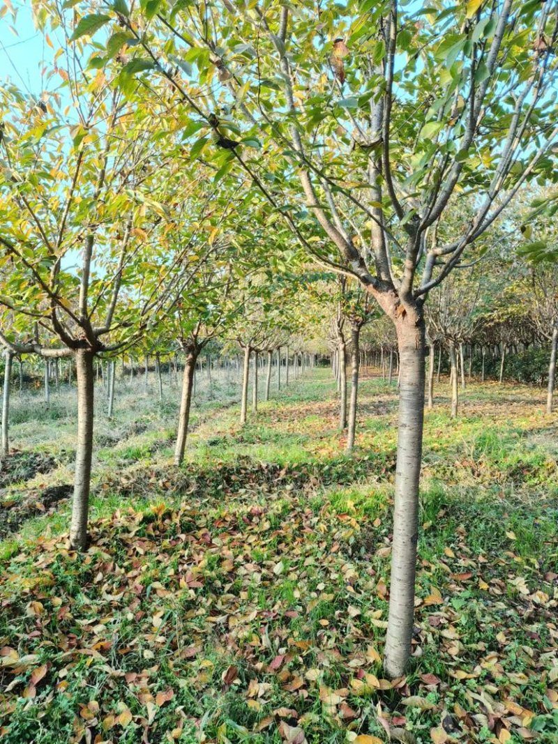 陕西西安樱花树基地大量供应品质保证一手货源诚信经营