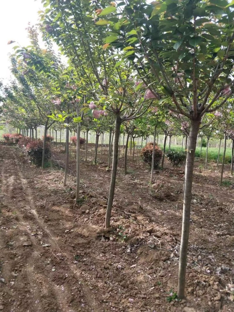 陕西西安樱花树基地大量供应品质保证一手货源诚信经营