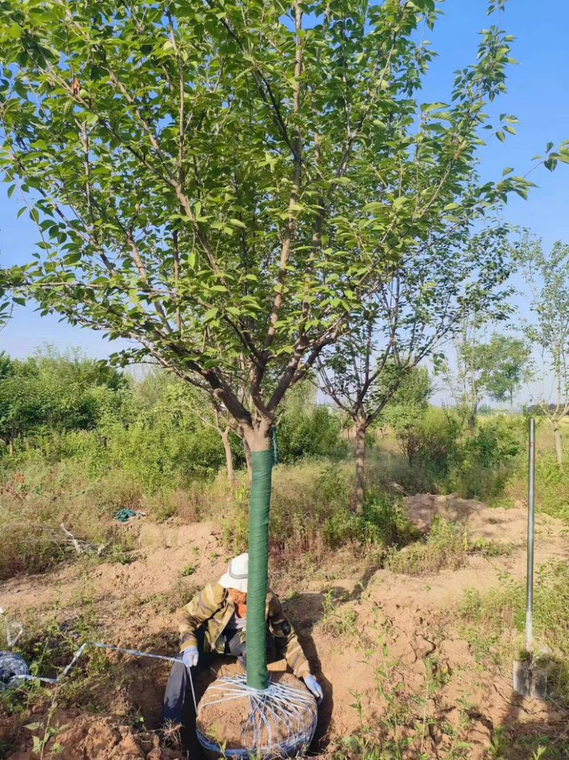 陕西西安樱花树基地大量供应品质保证一手货源诚信经营