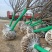 陕西西安樱花树基地大量供应品质保证一手货源诚信经营