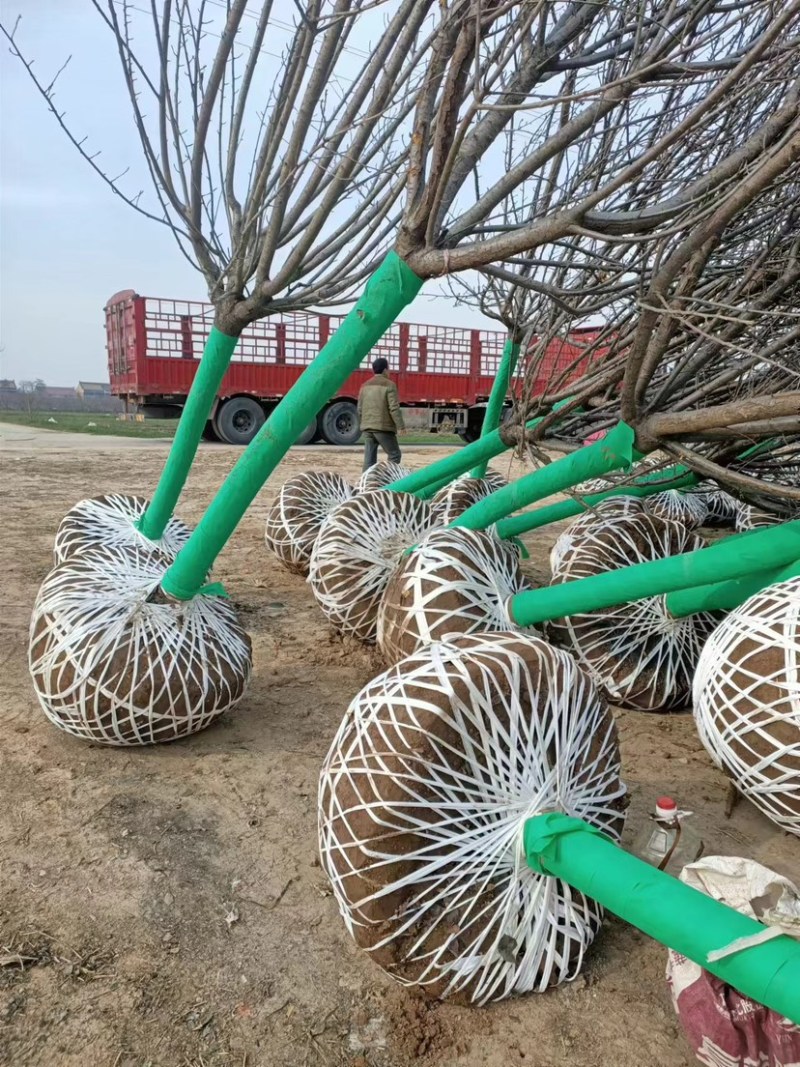 陕西西安樱花树基地大量供应品质保证一手货源诚信经营