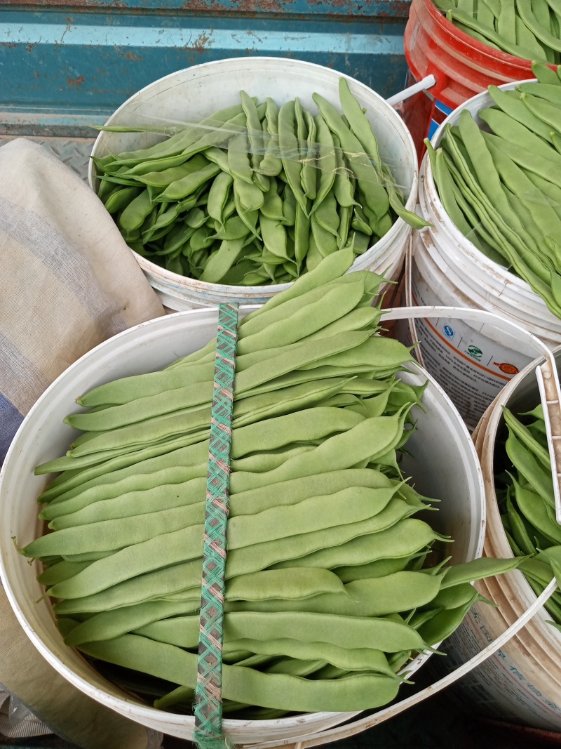 商河扁青芸豆大量上市