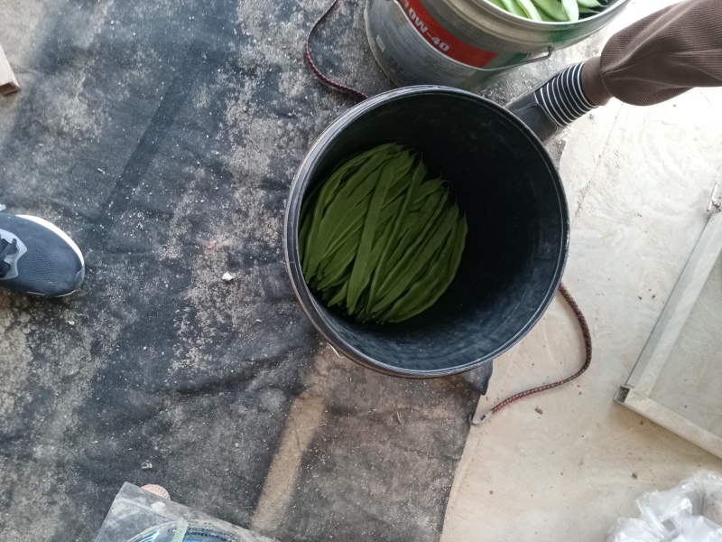 商河扁青芸豆大量上市