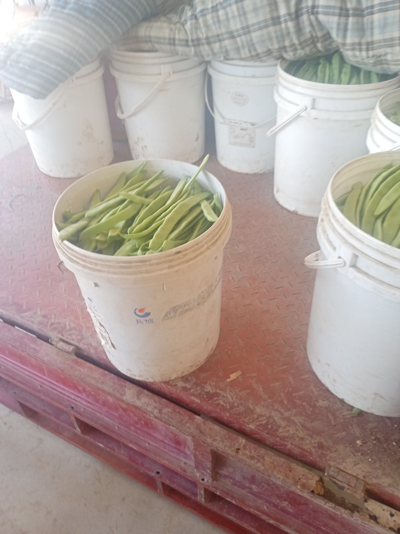 商河扁青芸豆大量上市
