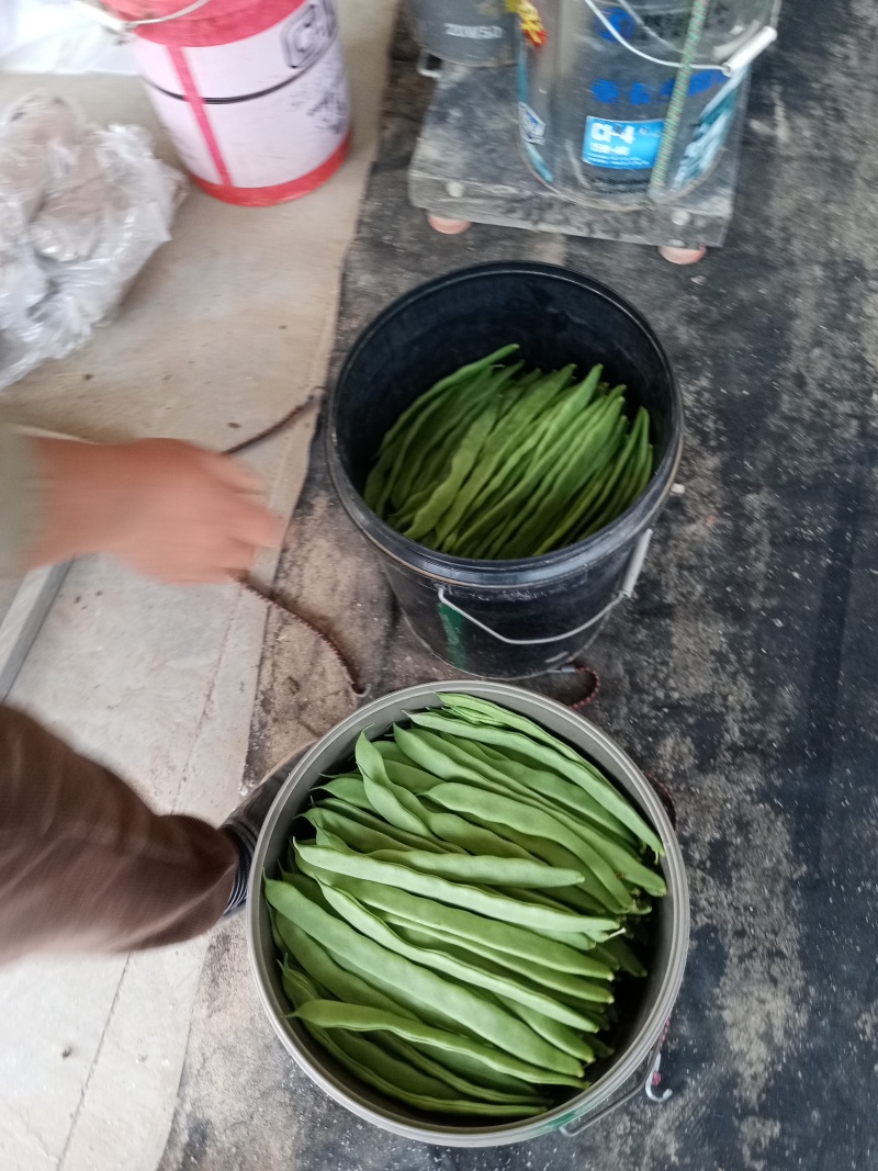 商河扁青芸豆大量上市