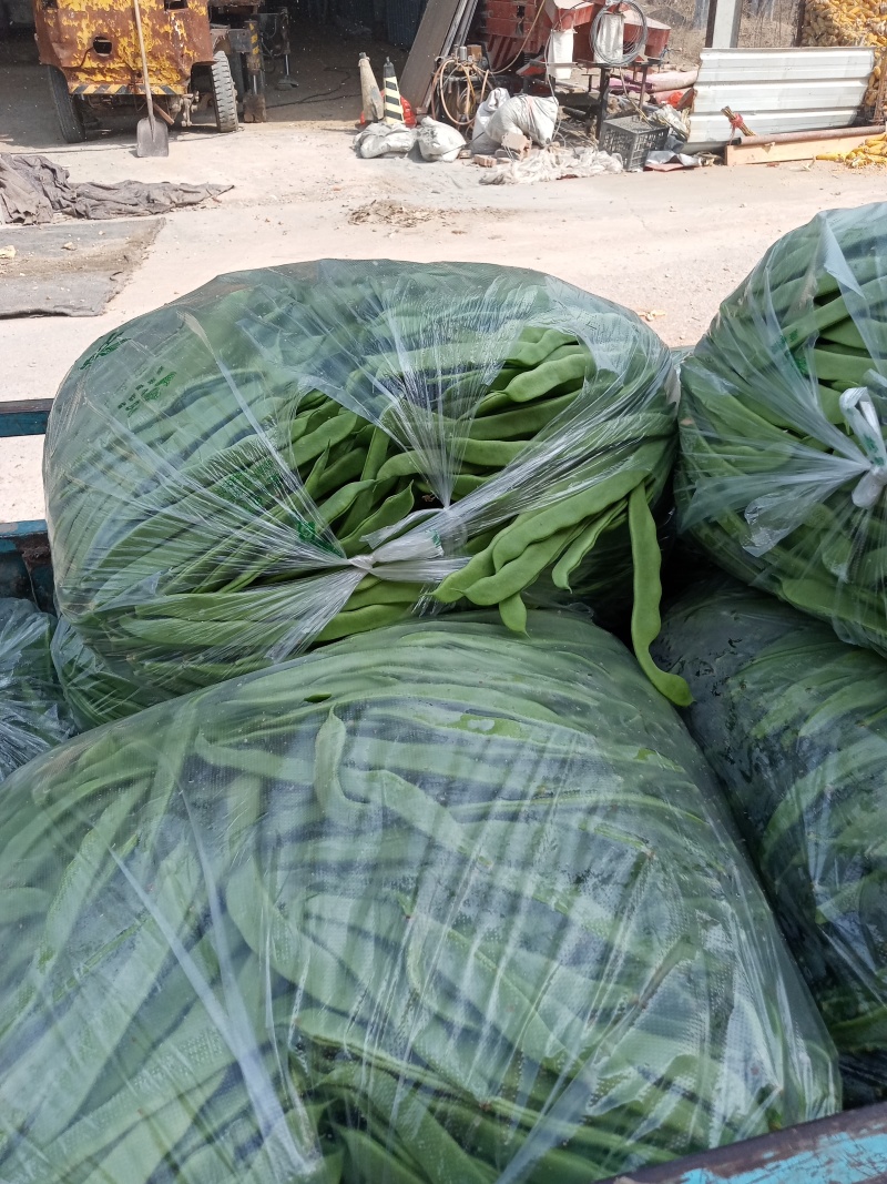 商河扁青芸豆大量上市