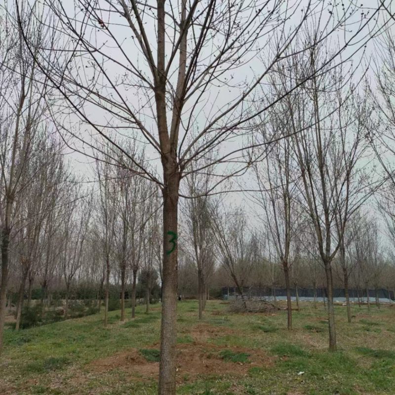 陕西西安白蜡树大量供应基地一手货源欢迎老板光临选购