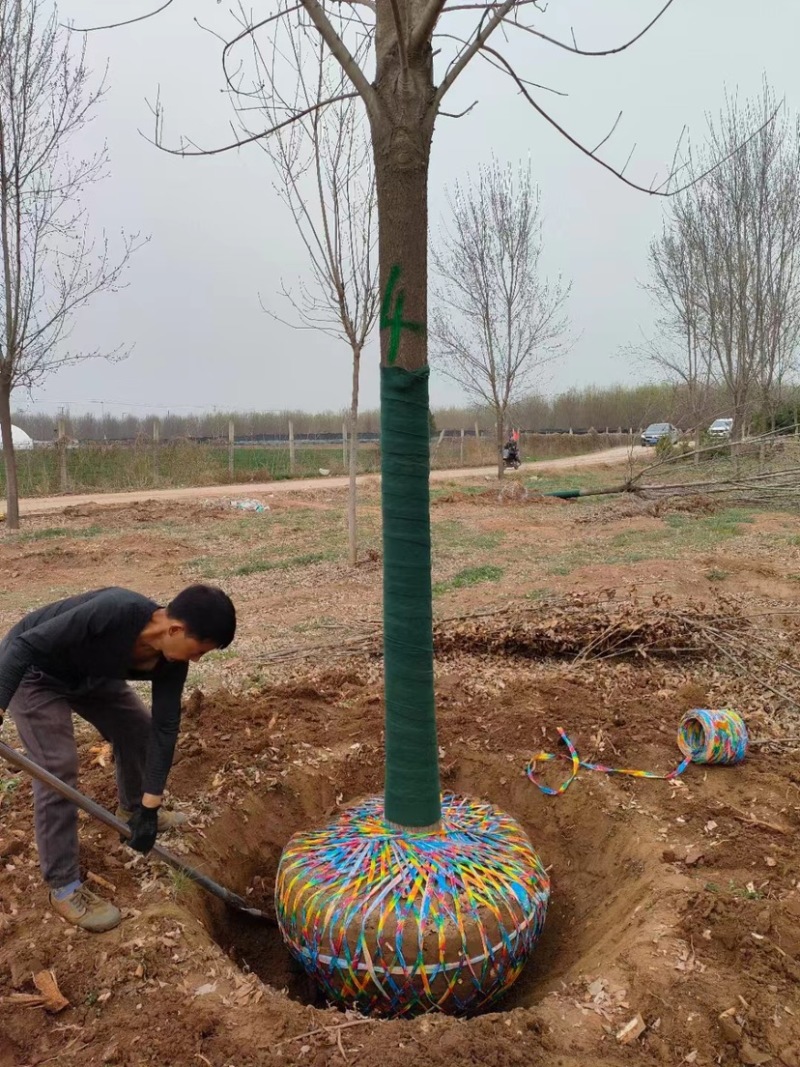 陕西西安白蜡树大量供应基地一手货源欢迎老板光临选购