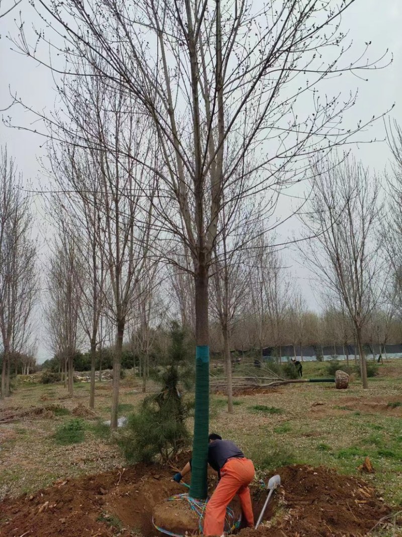陕西西安白蜡树大量供应基地一手货源欢迎老板光临选购
