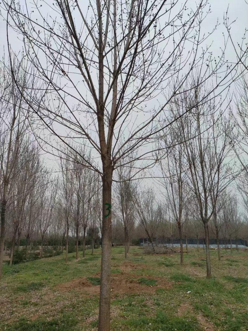 陕西西安白蜡树大量供应基地一手货源欢迎老板光临选购